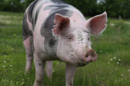 Making the Most of Older Animals Image